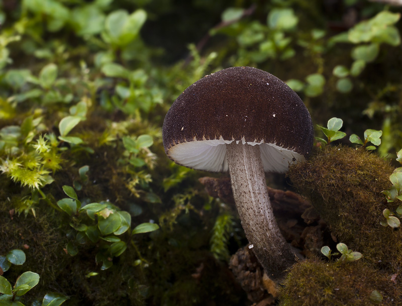 Pluteus podospileus